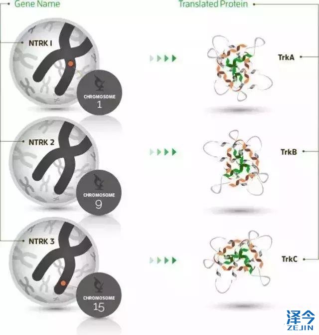 开辟新天地！曝新肺癌靶向用药相关基因被发现，这下患者或有救了
