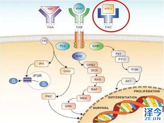 开辟新天地！曝新肺癌靶向用药相关基因被发现，这下患者或有救了