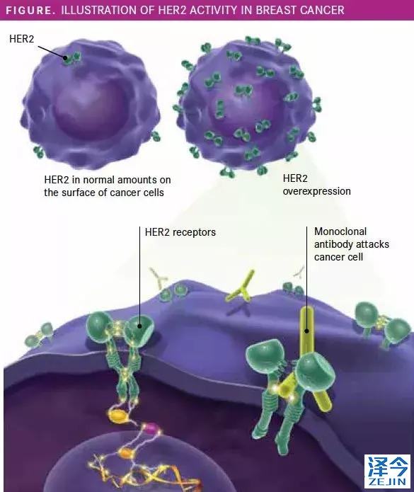 2019，HER2阳性乳腺癌的新药物重磅盘点！