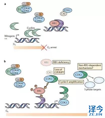 重磅乳腺癌新药“哌柏西利”今日国内开售！这份使用指南请收藏！
