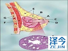 来那替尼显示出了治疗HER2扩增的癌肉瘤的功效