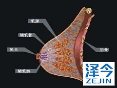 HDAC抑制剂能够增强来那替尼的活性