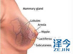 来那替尼被批准靶向治疗HER2阳性乳腺癌