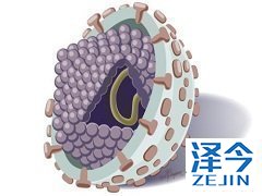 吉三代对六种基因型丙肝达到了通杀的效果！