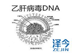 慢性乙型肝炎药物TAF适合那些患者?